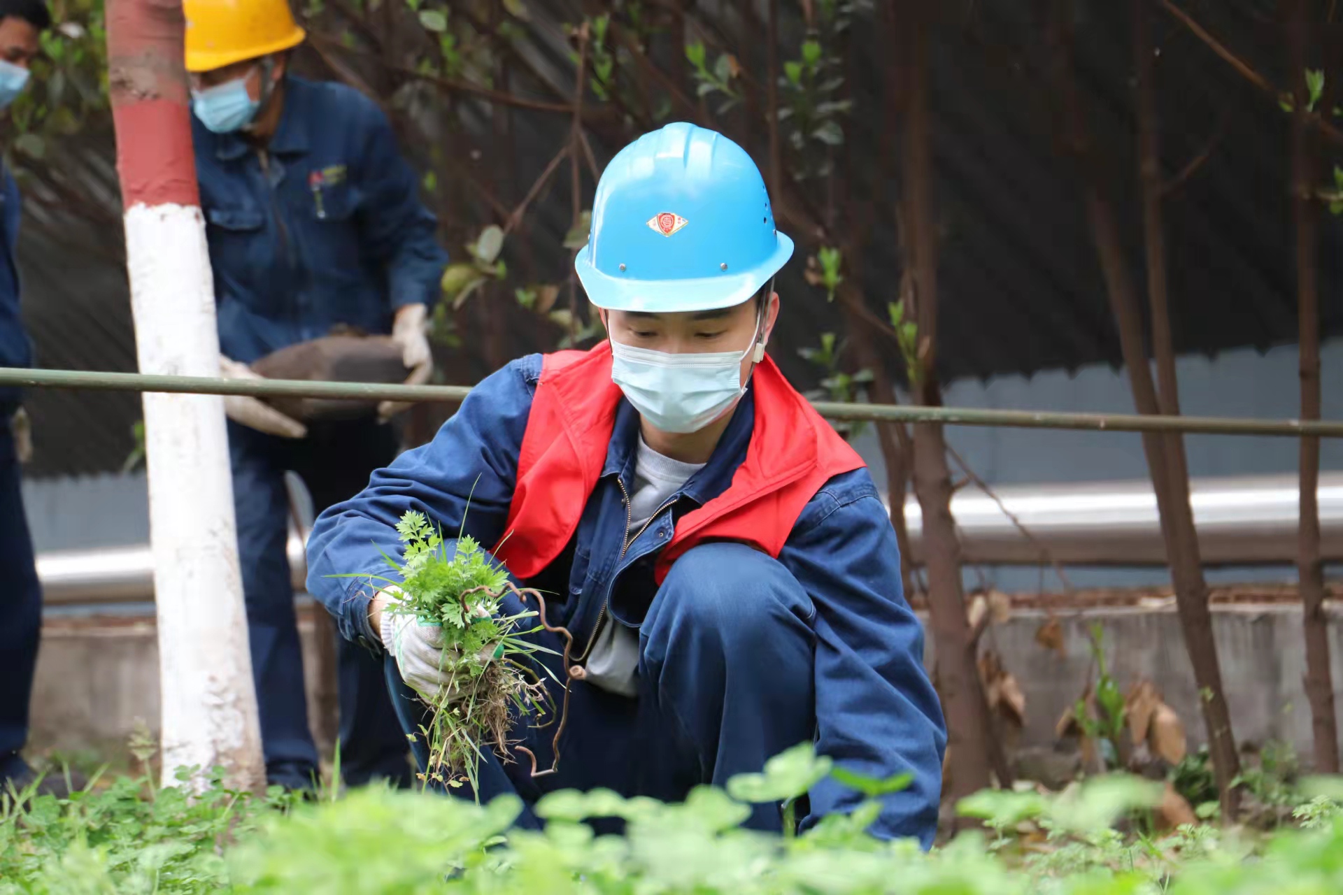 最美青安崗，共育“安全林”
