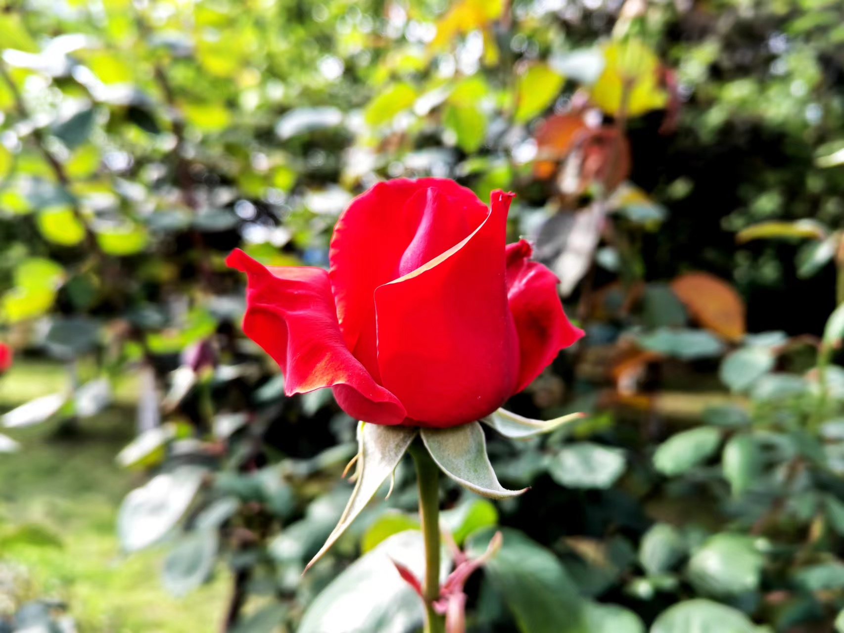 姹紫嫣紅，領略鋼城之美