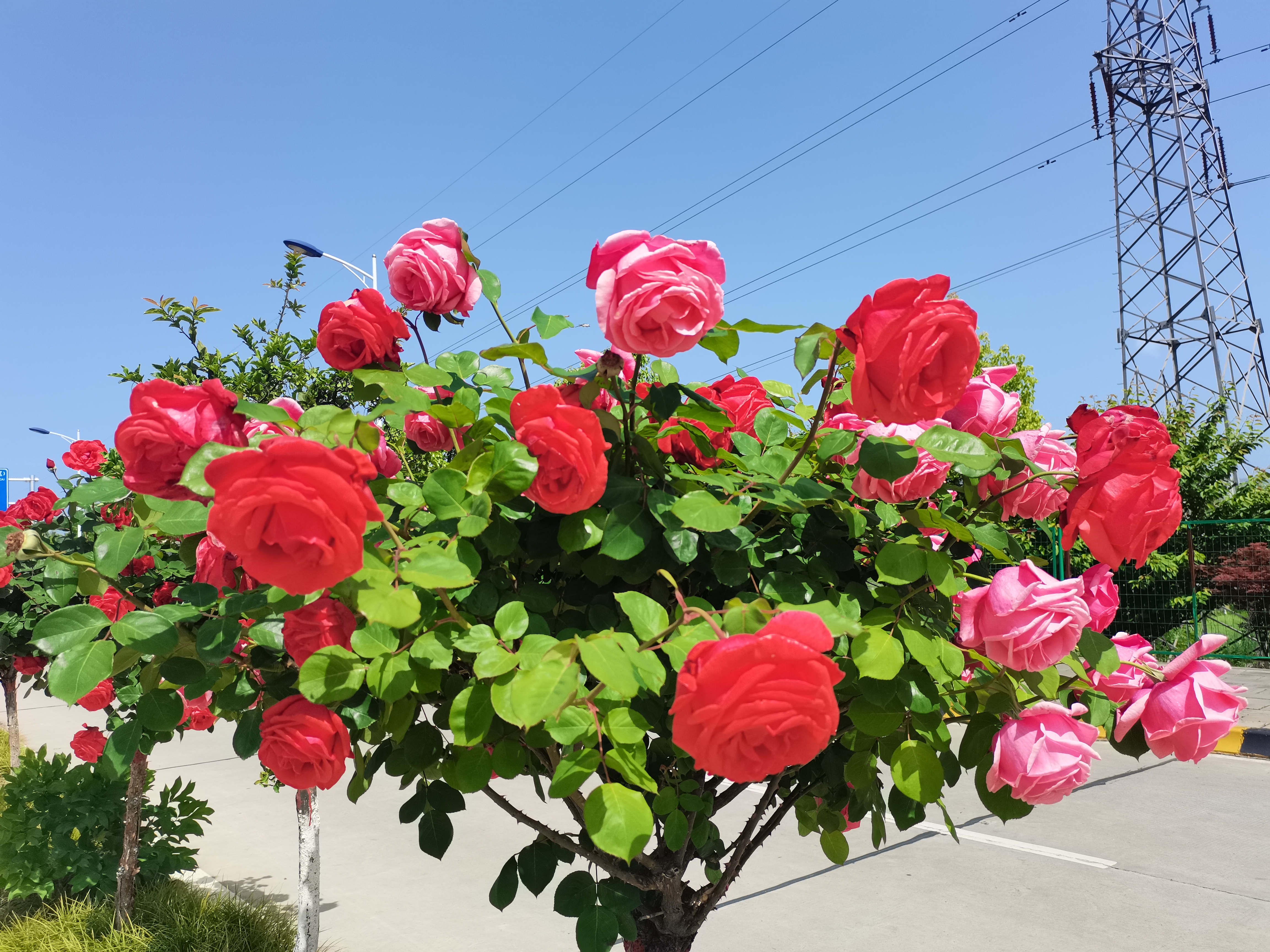 鋼城里的月季