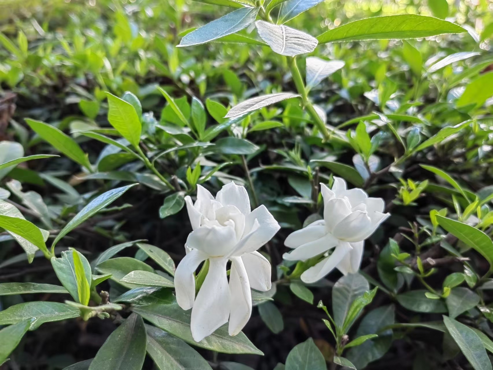 梔子花開，李子滿園