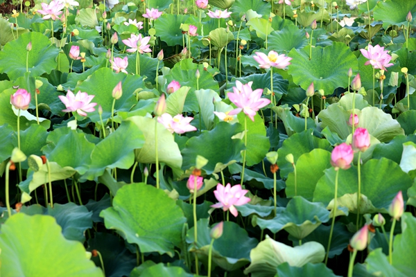 盛夏賞荷