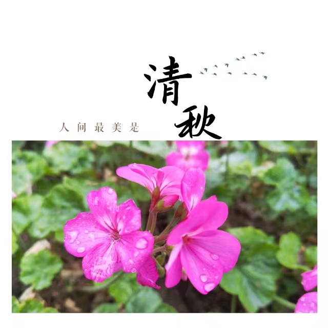 入眼皆是畫！打卡十里鋼城“花樣”秋天