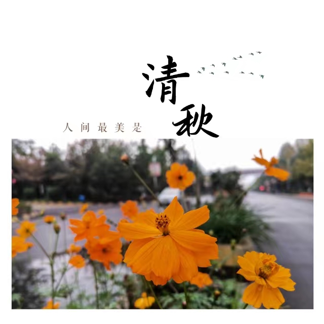 入眼皆是畫！打卡十里鋼城“花樣”秋天