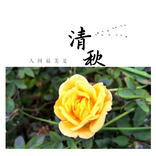 入眼皆是畫！打卡十里鋼城“花樣”秋天