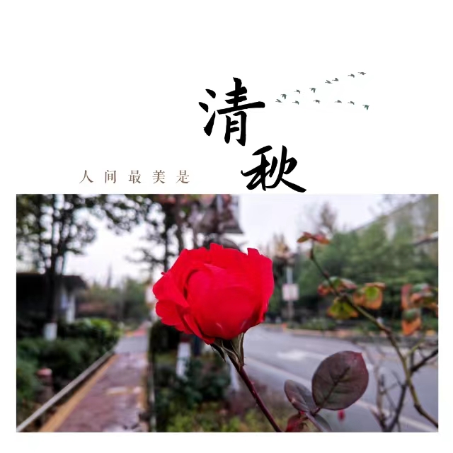 入眼皆是畫！打卡十里鋼城“花樣”秋天