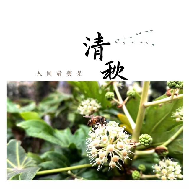 入眼皆是畫！打卡十里鋼城“花樣”秋天