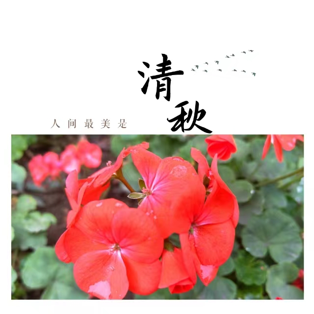 入眼皆是畫！打卡十里鋼城“花樣”秋天