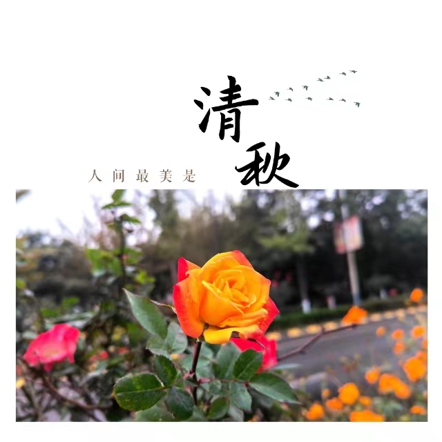 入眼皆是畫！打卡十里鋼城“花樣”秋天