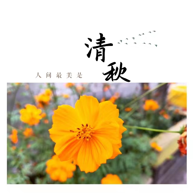 入眼皆是畫！打卡十里鋼城“花樣”秋天