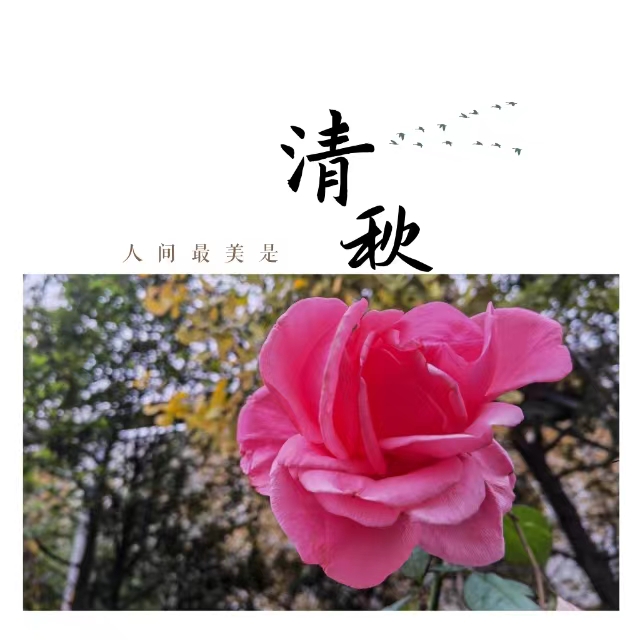 入眼皆是畫！打卡十里鋼城“花樣”秋天