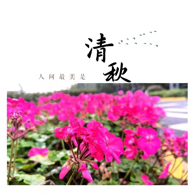 入眼皆是畫！打卡十里鋼城“花樣”秋天