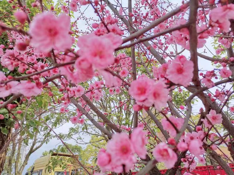 與春，重逢