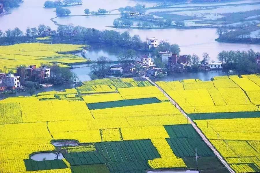 油菜花開