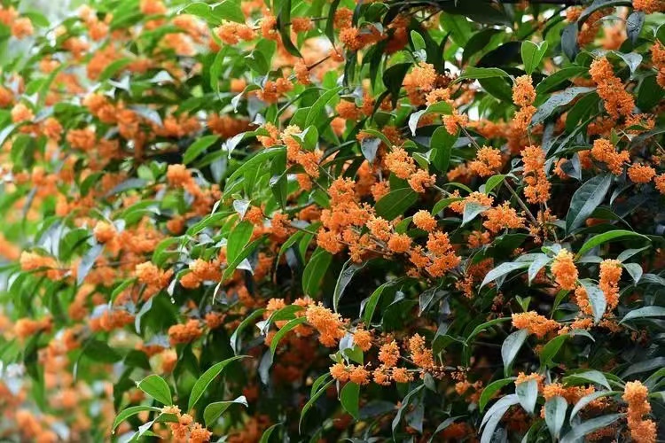 桂花飄香，思念綿長