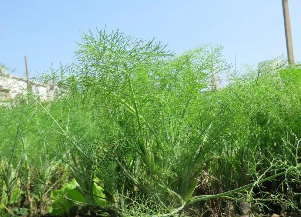 茴香  回鄉