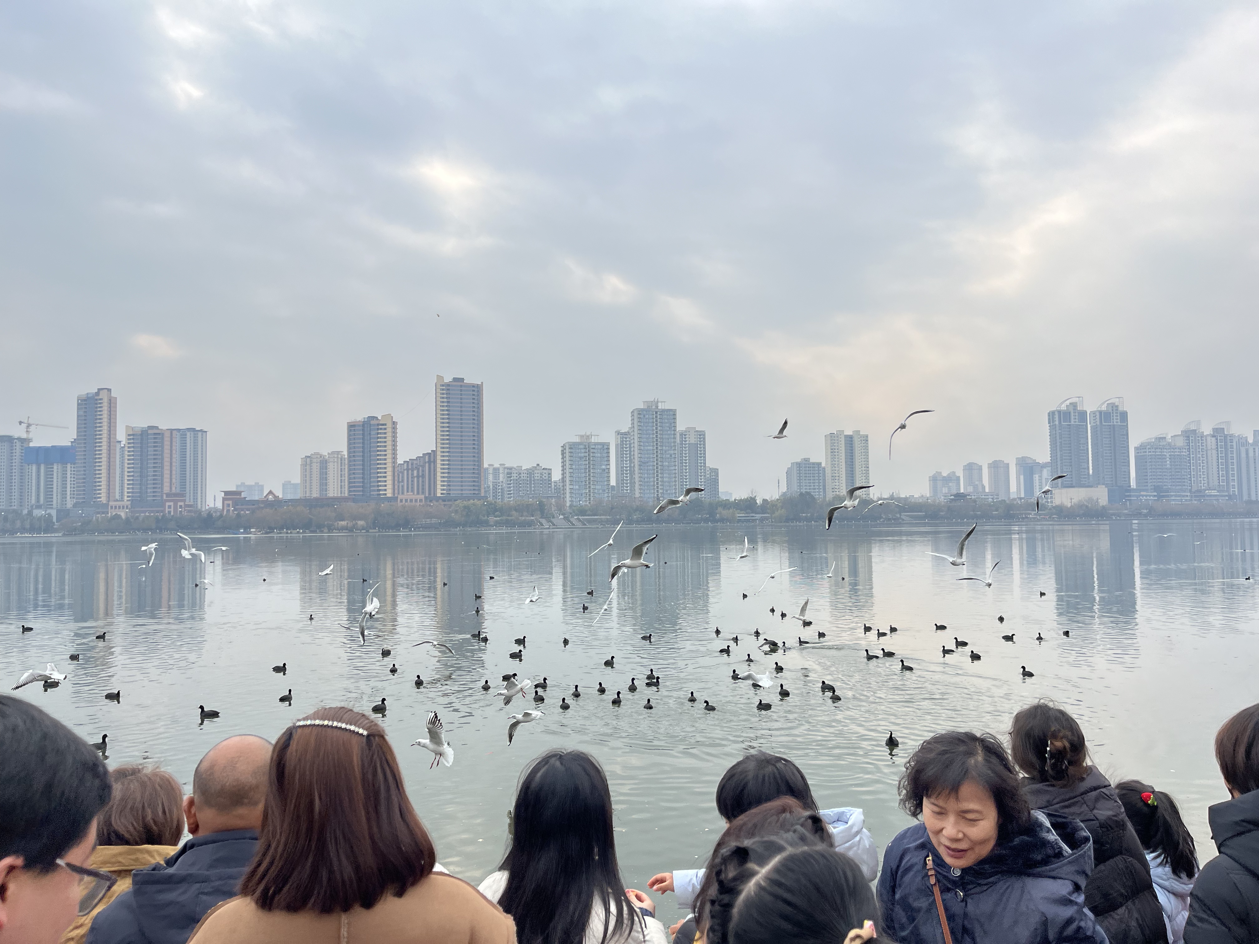 漢江水暖，紅嘴鷗歸