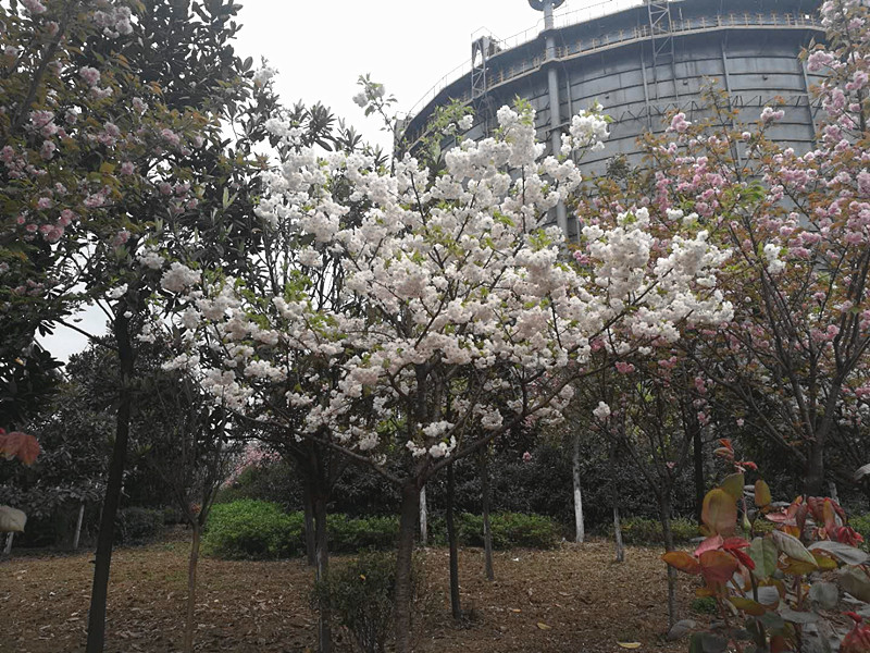【美麗漢鋼】美翻了，一起到漢鋼來賞花！