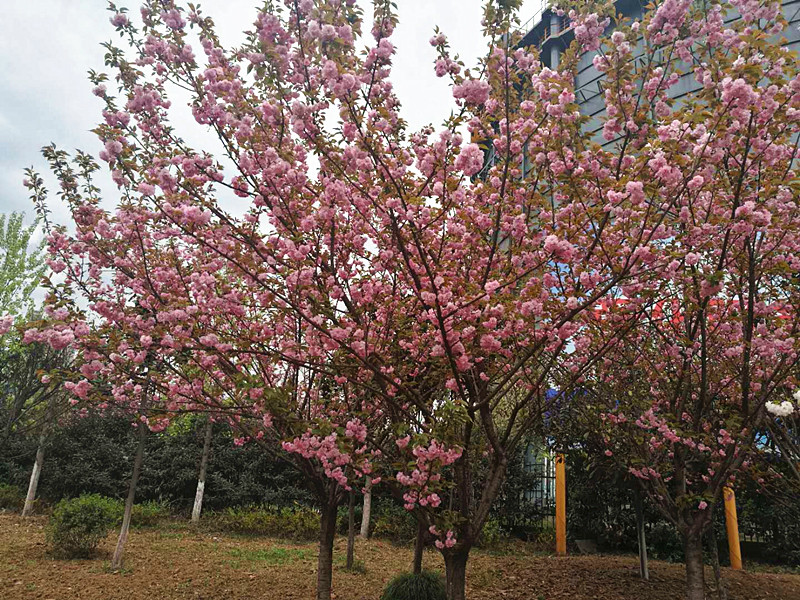 【美麗漢鋼】美翻了，一起到漢鋼來賞花！