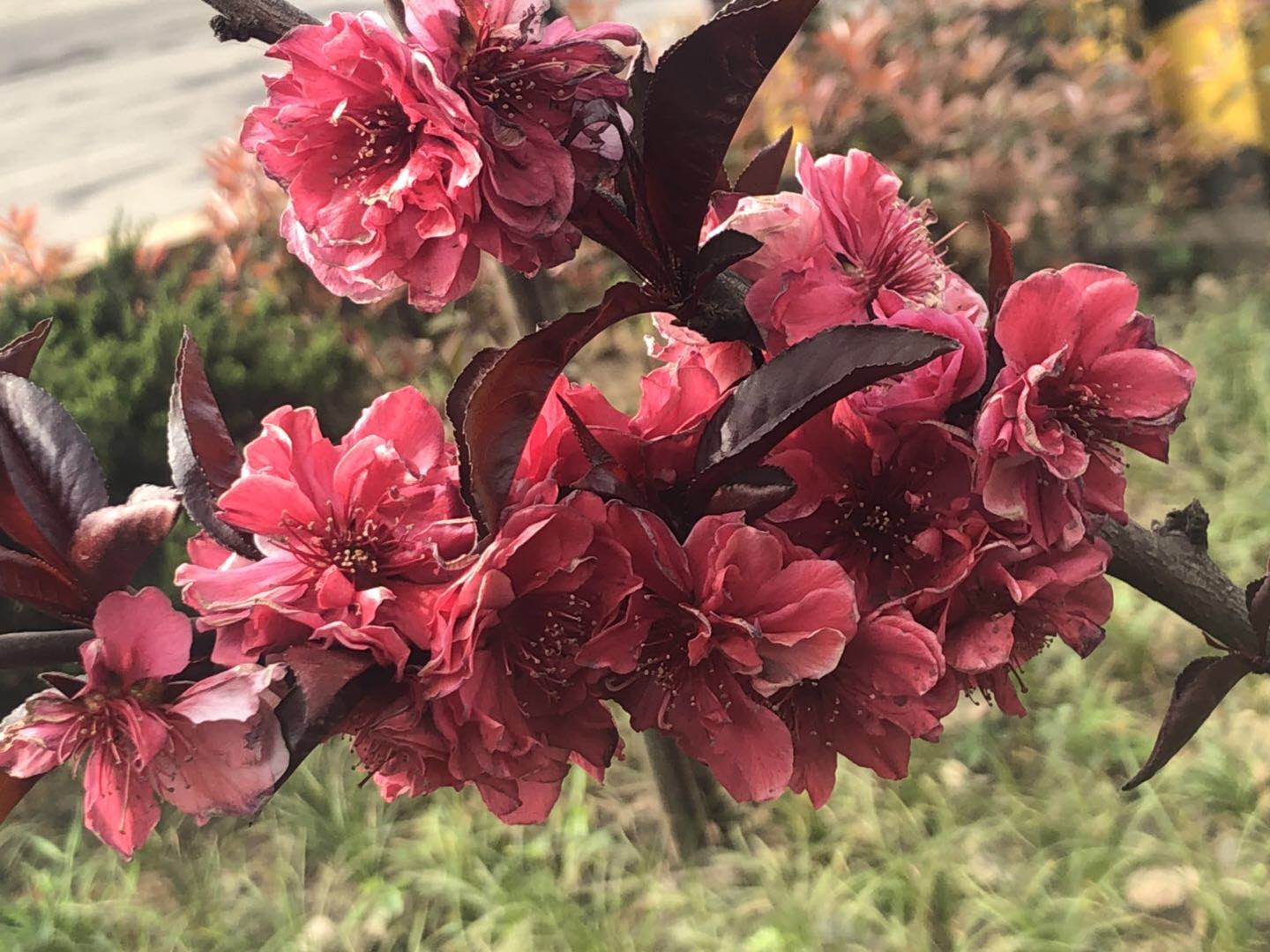 【美麗漢鋼】美翻了，一起到漢鋼踏春觀花吧！