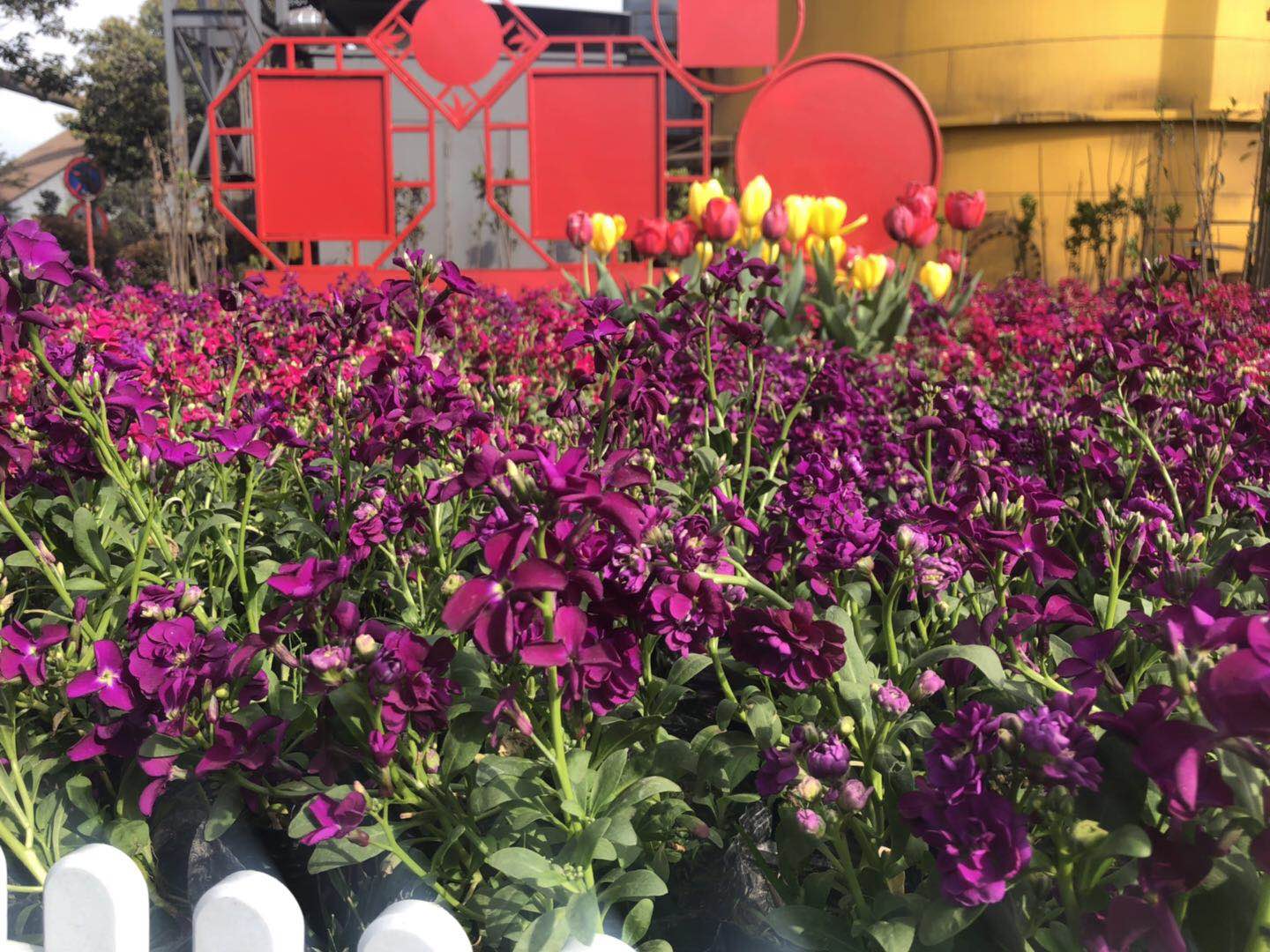 【美麗漢鋼】美翻了，一起到漢鋼來賞花！