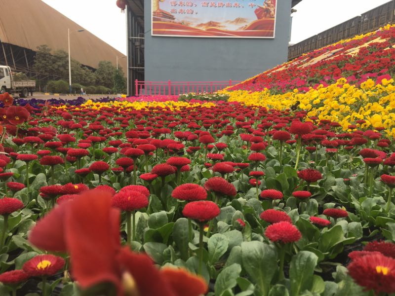 【美麗漢鋼】美翻了，一起到漢鋼踏春觀花吧！
