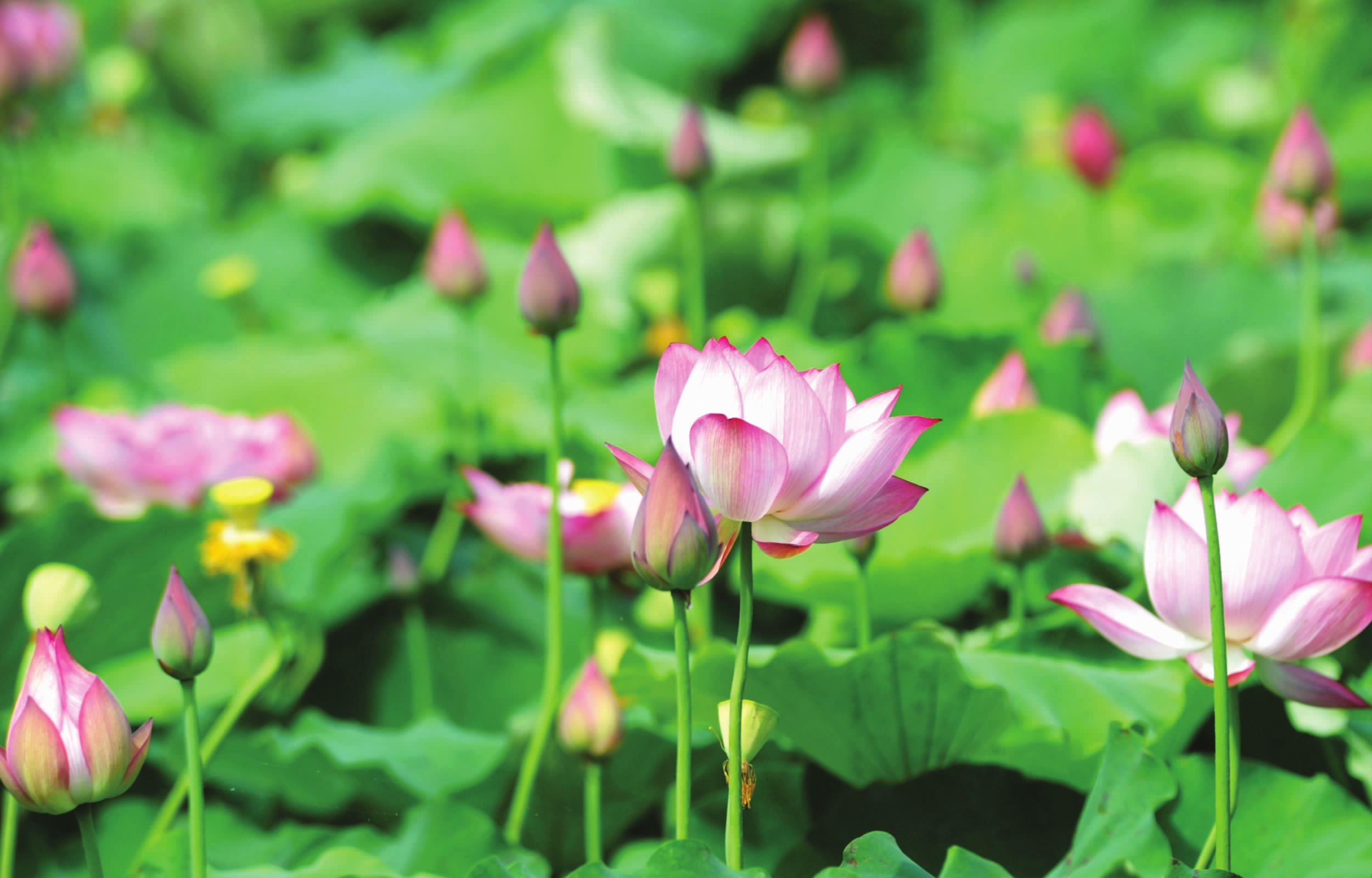 【鋼城文苑】夏賞荷花徐望鎮