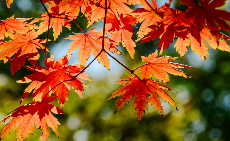 【鋼城文苑】誰家楓紅銀杏黃