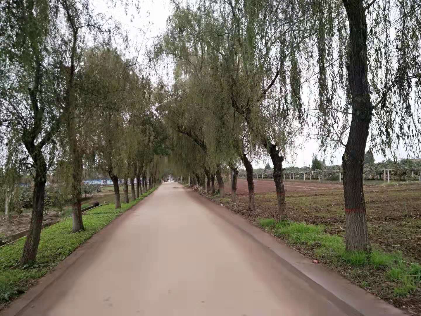 【鋼城文苑】鄉間小路