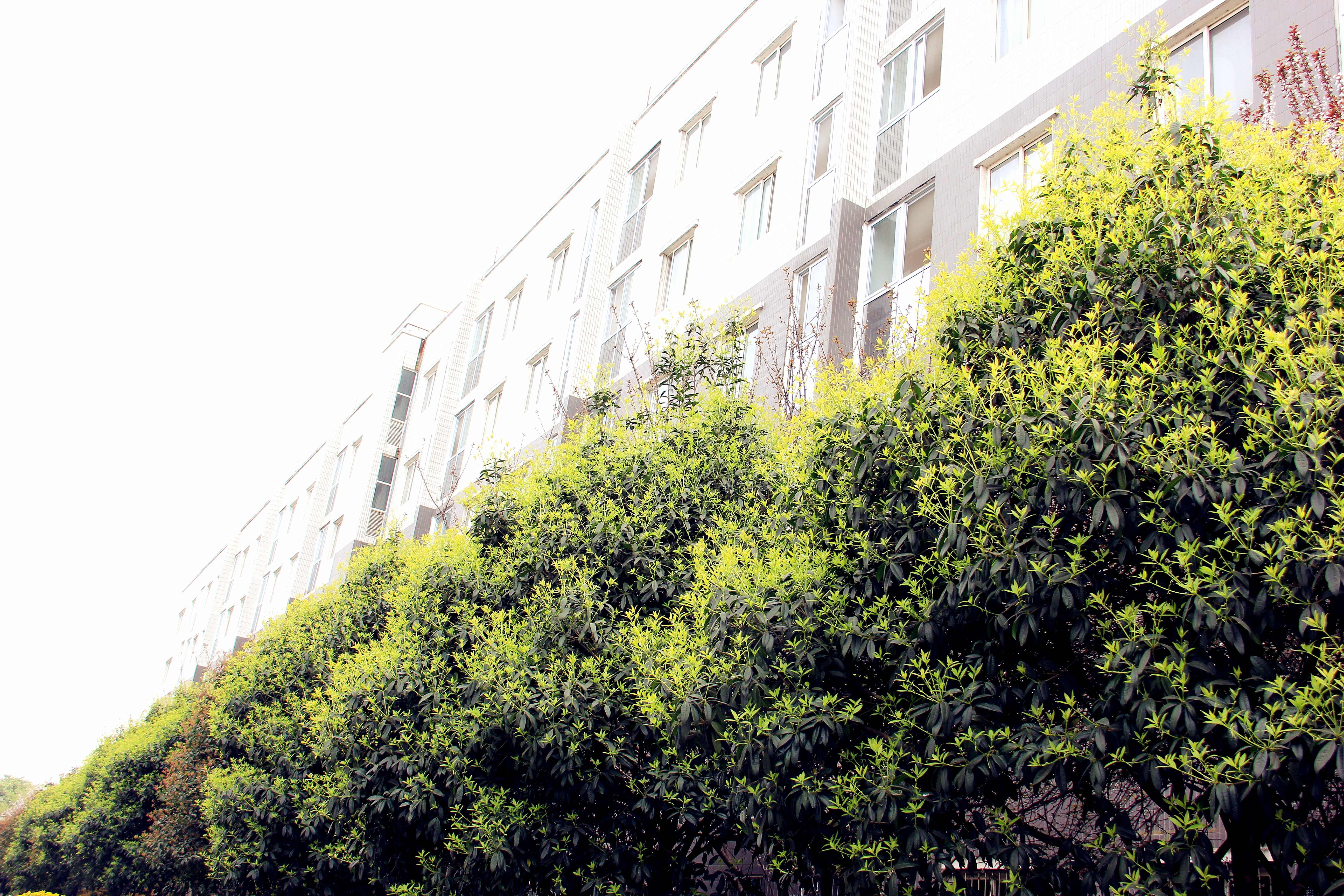 【美麗漢鋼】漢鋼踏春賞花圖鑒
